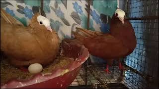 Mukhi pigeon saleviralvideo [upl. by Julina]