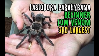 Lasiodora parahybana ready stock 2019 [upl. by Radu]