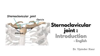 Sternoclavicular joint  Introduction  English [upl. by Ciryl]