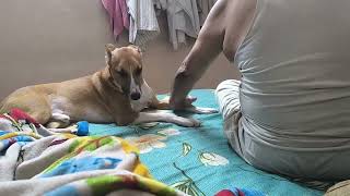 dog getting massage by human dad [upl. by Peterec]