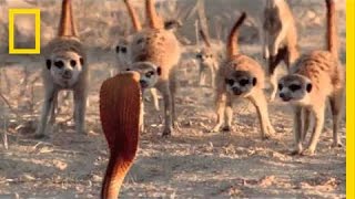 Audiences Are Wild About Meerkats  National Geographic [upl. by Anyl]