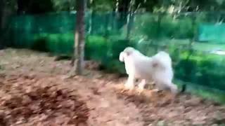 ゴミ袋を持ち出したアラン【グレートピレニーズ greatpyrenees】 [upl. by Patric]