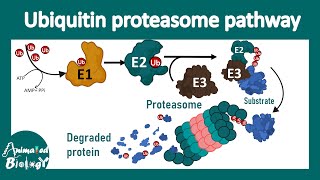 The ubiquitinproteasome mediated protein degradation pathway  Ubiquitin ligase  Proteasome [upl. by Neitsirhc]