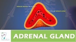 ADRENAL GLAND [upl. by Thayer]