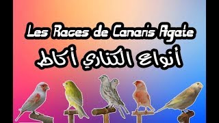 أنواع الكناري أكاط  Les Races de Canaris Agate [upl. by Eidnalem]