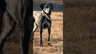 Catahoula Leopard Dog The Vigorous and Versatile  A Unique American Breed dog [upl. by Notgnihsaw621]