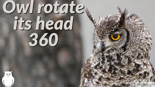 Owl turning its head 360 degree [upl. by Corabella]