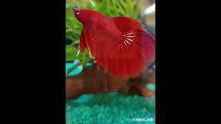 Betta Splendens RED DEVIL Bojovnica pestrá var červená [upl. by Yllet]