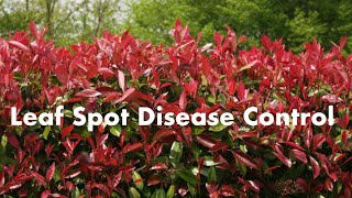 Leaf Spot Disease Control for Red Tip Photinia Part 2 [upl. by Preuss]