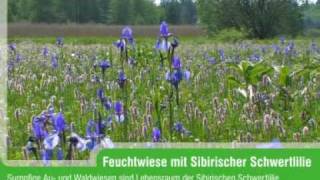 Sibirische Schwertlilie Iris sibirica [upl. by Deloria]