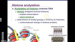 Pre Transcriptional Regulation [upl. by Platon287]