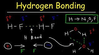 Hydrogen Bonds In Water Explained  Intermolecular Forces [upl. by Dare]