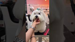 LHASA APSO GROOMING CARE 🐶🌞🙉🤗 puppy dog cutedog shortsvideo dogstylist [upl. by Hahn]