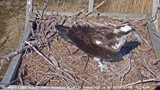 Barnegat Light Osprey Cam  Daisy returns March 16 2024 [upl. by Lissner]