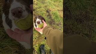 Springer Spaniel Puppy Hunting Gundog Training dogtraining gundogtraining puppy [upl. by Ainnat69]