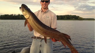 46quot Chippewa Flowage Musky [upl. by Aiciruam]