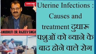 दुधारू पशुओं में ब्याने के बाद होने वाले रोग Uterine infections Causes n treatment 01 [upl. by Romina]