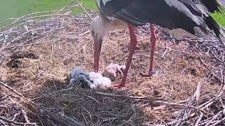 Storchennest Alfeld Leine  4 Küken frisch geschlüpft  01052024 [upl. by Gwendolyn]