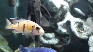 Buying Your First African Cichlids A Guide for Beginners [upl. by Hummel602]