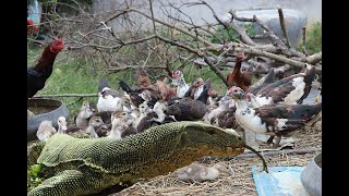 Wow Komodo Dragon wants to eat Chicken and duck [upl. by Golanka]