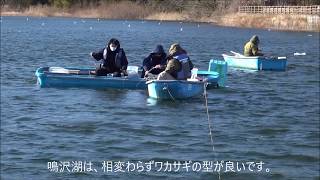 群馬県釣り情報 ワカサギ釣り 2019 2 17 鳴沢湖（最終編） [upl. by Hawken225]