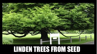 How to Grow Linden Trees From Seed [upl. by Wawro]