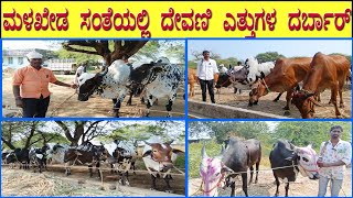 19112024 Tuesday Malkhed Cattle Market  Big size Deoni bulls sale in Malkhed Market [upl. by Vail]