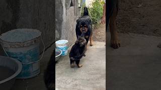 Rottweiler Daisy ko aaj Junior Rustam per attack he kar dete ⚠️😢rottweiler shorts puppies [upl. by Frolick993]