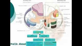 12 Tracts of the Spinal Cord  Neuroanatomy 12 Dr Ahmed Kamal [upl. by Viddah2]