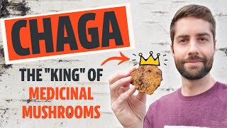 Why Chaga Is The quotKingquot Of Medicinal Mushrooms Inonotus obliquus [upl. by Arva]