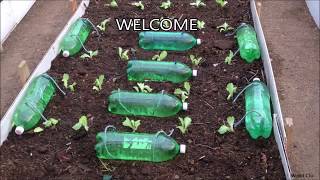 How to make Self Watering System for your Plants using waste Plastic Bottle and a Rope [upl. by Jezabella]