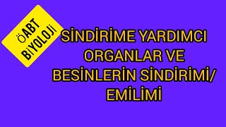 54 SÄ°NDÄ°RÄ°ME YARDIMCI ORGANLAR VE BESÄ°NLERÄ°N SÄ°NDÄ°RÄ°MÄ° EMÄ°LÄ°MÄ°  Ã–ABT BÄ°YOLOJÄ° [upl. by Georglana183]