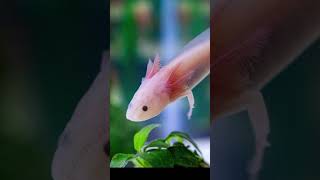 Cute Axolotl SwimmingWalking at 2x speed [upl. by Chambers]