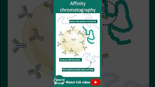 Affinity chromatography  1 minute biotechnique [upl. by Hoban488]