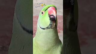 Mummy ek glass pani de do 🥃🦜😂shorts mummy funnypet funny funnyparrot funnyvideo funnypets [upl. by Halverson]