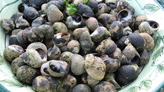 How to Forage and Cook Periwinkles [upl. by Aizek]