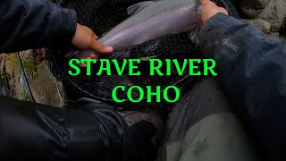 Stave Coho and Chums [upl. by Imre]