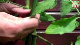 Sideshooting tomato plants video with Thompson amp Morgan [upl. by Eenot]