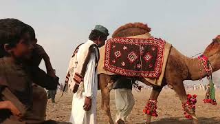 Pakistan first time History in biggest festival Camel 🐪🐪 Show Rojhan Mela [upl. by Sivrahc]