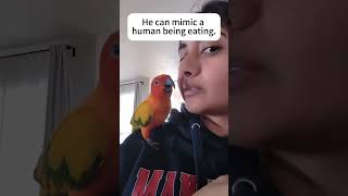 Parrot mimicry funny foryou parrot birds happy cute audible imitation [upl. by Acinnej989]