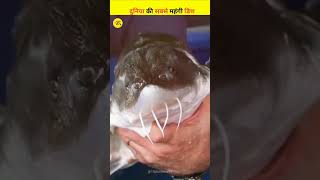 दुनिया की सबसे महंगी डिश shorts facts shortvideo viral trending animals [upl. by Ysdnyl]