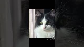 Lune 🫶 edit fyp mignon chaton kitten kitty cute cat chat catoftiktok kittyoftiktok [upl. by Fulks]