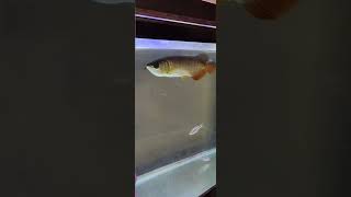 Golden crossback Arowana Maintained by Jeffrey [upl. by Lattimer185]