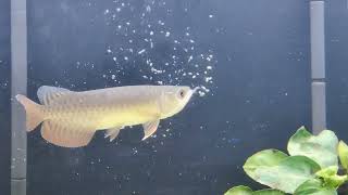 Feeding Young BBXB Arowana Pellets [upl. by Rickie]