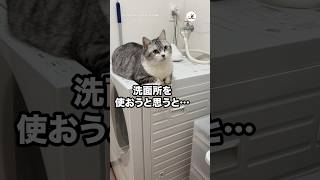 洗面所を使おうとすると先回りされていて……🥺｜PECO 猫 愛猫家 猫のいる暮らし cat catlover catlife [upl. by Parker]