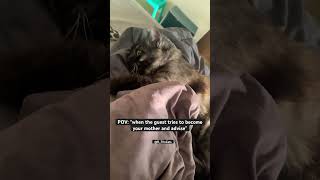 That stare at the end youtubeshorts cat catmemes [upl. by Nettle]