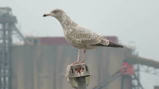 Herring Gull Larus argentatus Landtong Rozenburg ZH the Netherlands 10 Nov 2024 80 [upl. by Einahpts]