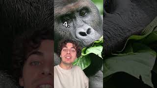 5 faits sur LES GORILLES 🦍 [upl. by Biagio]