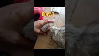 Perawatan Jamur Kucing Sembuh Membaik Dalam 7 Hari by Albells Petshop Surabaya [upl. by Siseneg]