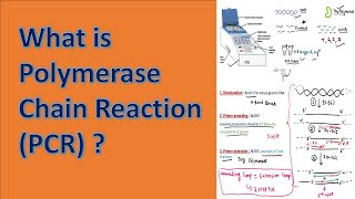 Polymerase Chain Reaction PCR [upl. by Almena]